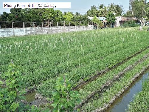 Hình ảnh Phòng Kinh Tế Thị Xã Cai Lậy